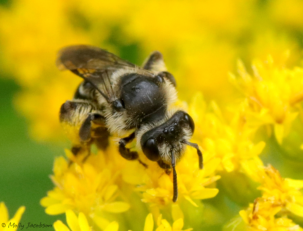 Peaceful Miner Bee