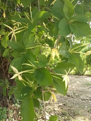 Chomelia longituba