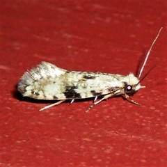 Nemapogon auropulvella