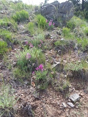 Oxytropis lambertii