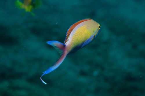 Threadfin anthias (Nemanthias carberryi) — Serranidae — 2