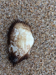 Barbatia candida