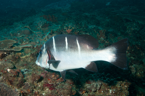 Whitebarred rubberlips (Plectorhinchus playfairi) — Haemulidae