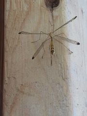 Hylobittacus apicalis