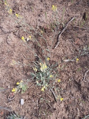 Physaria rectipes