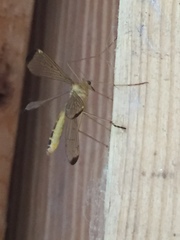 Hylobittacus apicalis