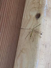 Hylobittacus apicalis