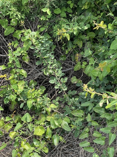 Lespedeza tomentosa, photograph 5