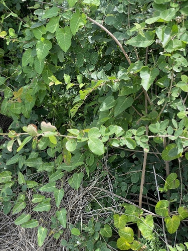 Lespedeza tomentosa, photograph 4