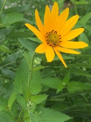 Heliopsis
