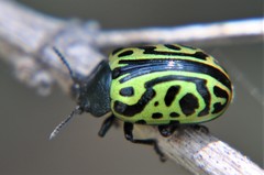 Calligrapha mexicana
