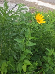 Heliopsis