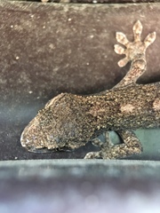 Gekko japonicus