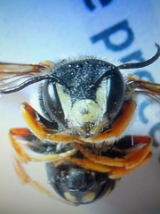 Rhodanthidium septemdentatum