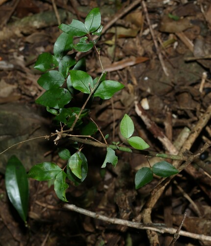 Image of Gossia inophloia by (c) Greg Tasney, some rights reserved (CC BY-SA)