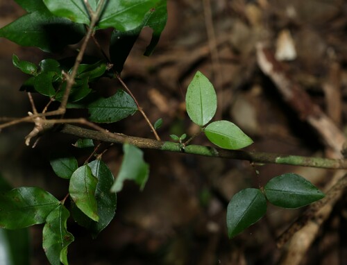 Image of Thready-Barked Myrtle (Gossia inophloia) by (c) Greg Tasney, some rights reserved (CC BY-SA)
