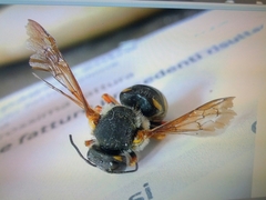 Rhodanthidium septemdentatum