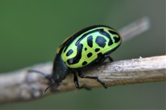 Calligrapha mexicana