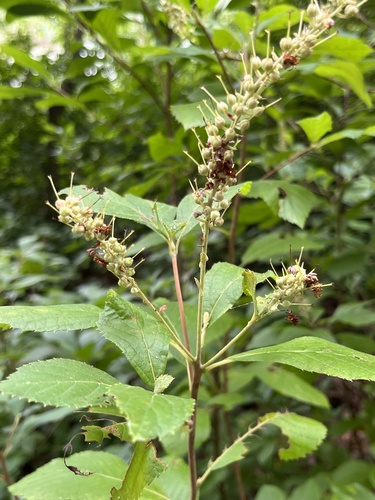 Sweet Pepperbush