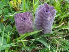 Ajuga pyramidalis pyramidalis