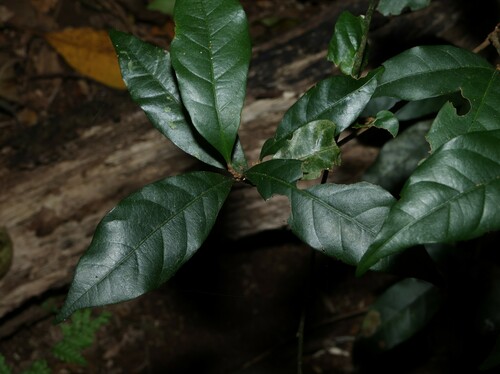 Image of Niemeyera chartacea by (c) Greg Tasney, some rights reserved (CC BY-SA)