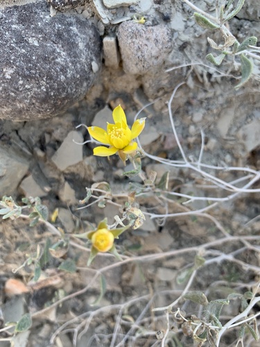 Arapien blazingstar (Mentzelia argillosa)