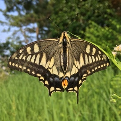 Papilio machaon hippocrates