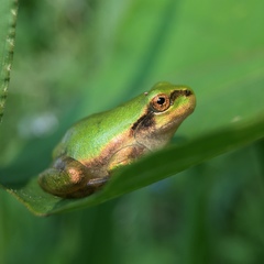 Hyla japonica
