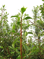 Escallonia discolor