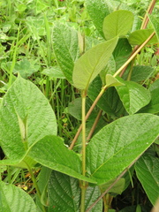 Mandevilla