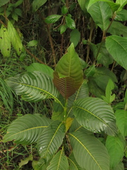 Palicourea lineariflora