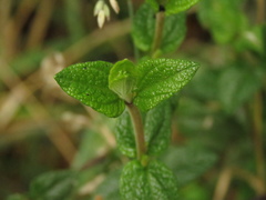 Chromolaena bullata