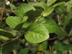 Xylosma spiculifera