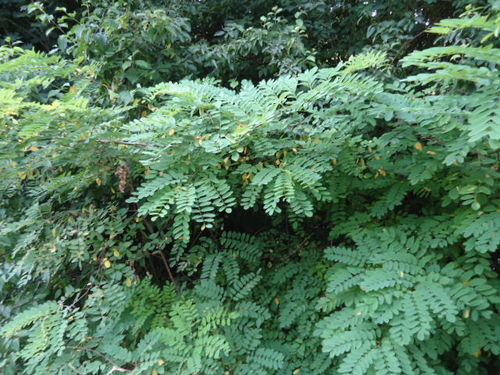 Bagrem (Robinia pseudoacacia)