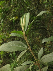 Abatia parviflora
