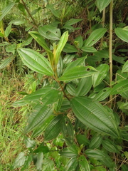 Miconia biappendiculata