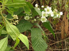 Rubus floribundus