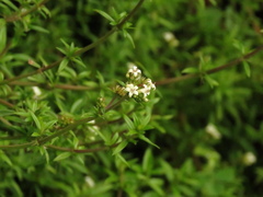 Galianthe bogotensis