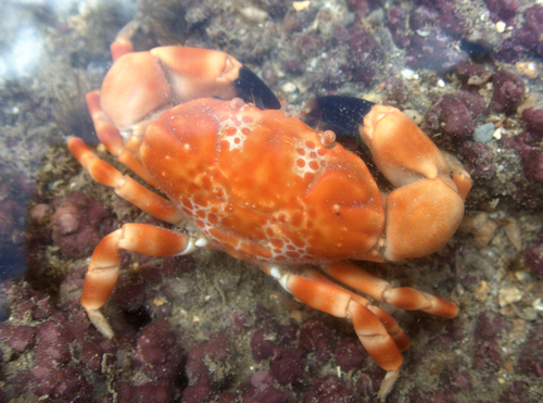 Xanthias punctatus observed 2024-08-18