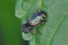 Sassacus