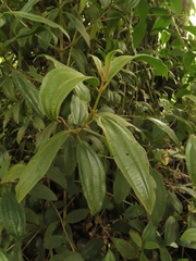 Miconia cataractae