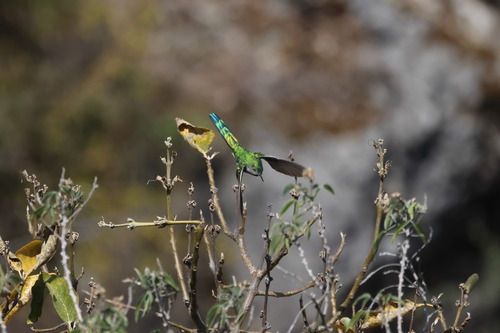 Grey-bellied Comet (Taphrolesbia griseiventris), photo 8