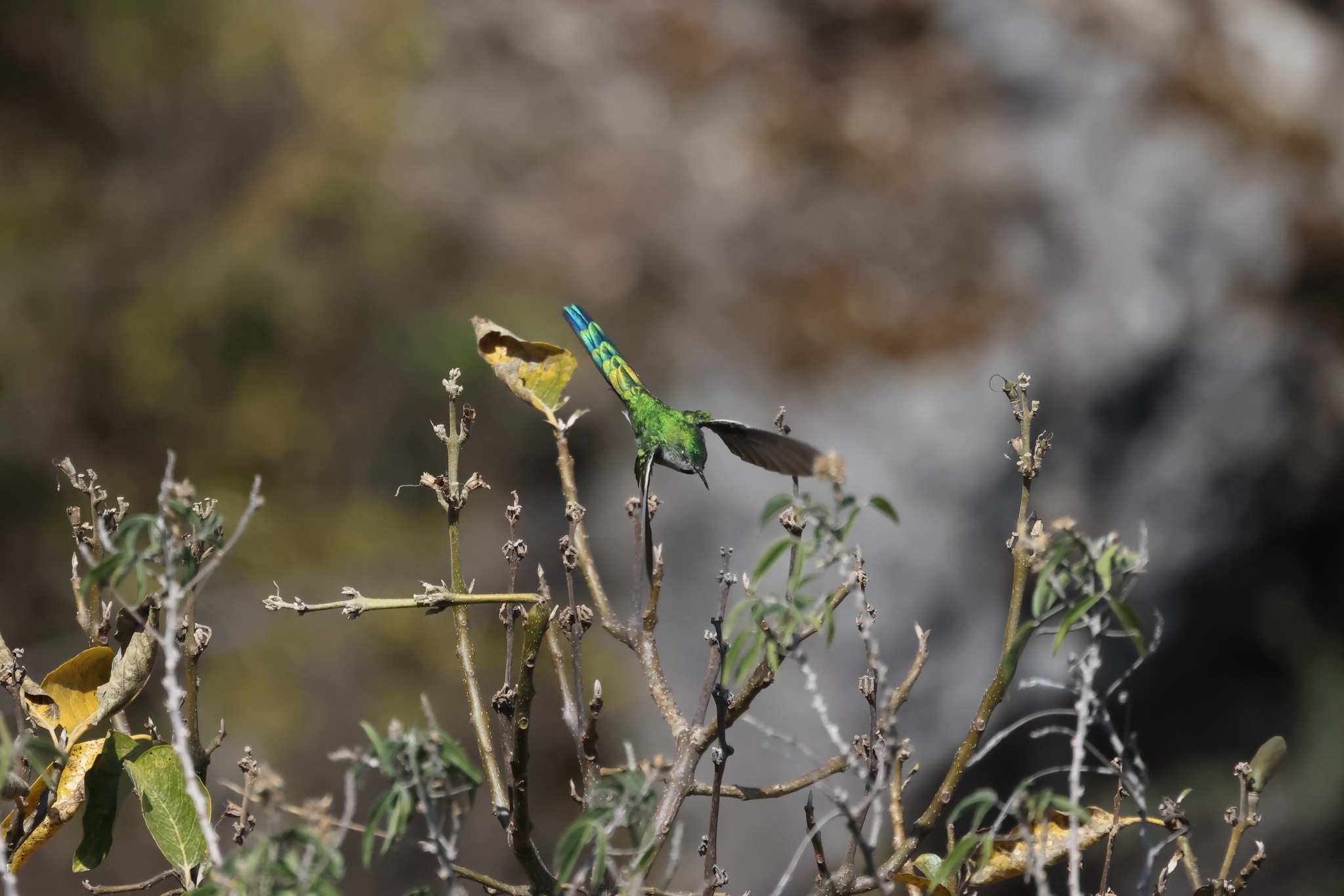 Grey-bellied Comet (Taphrolesbia griseiventris), photo 8