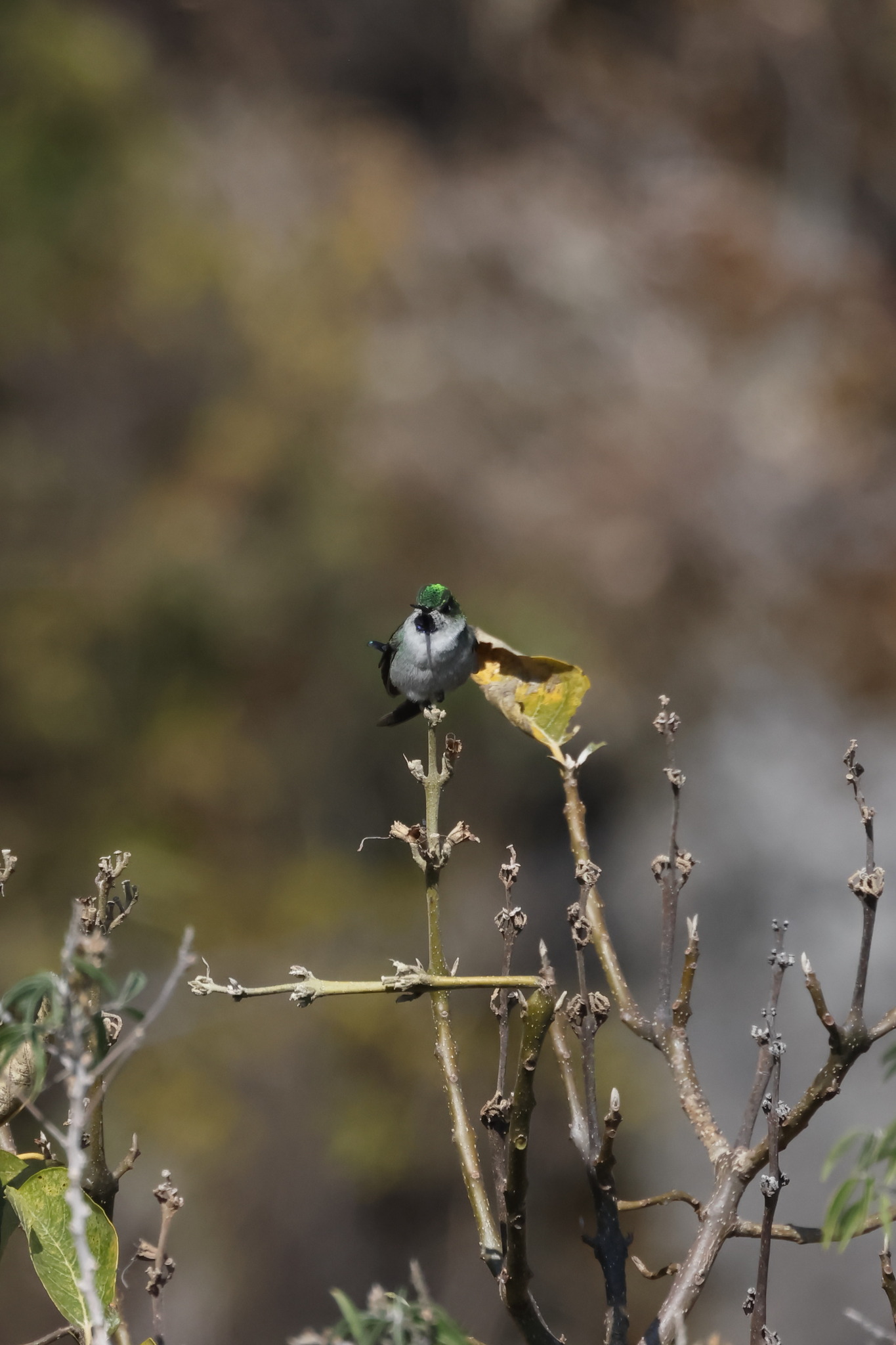 Grey-bellied Comet (Taphrolesbia griseiventris), photo 10
