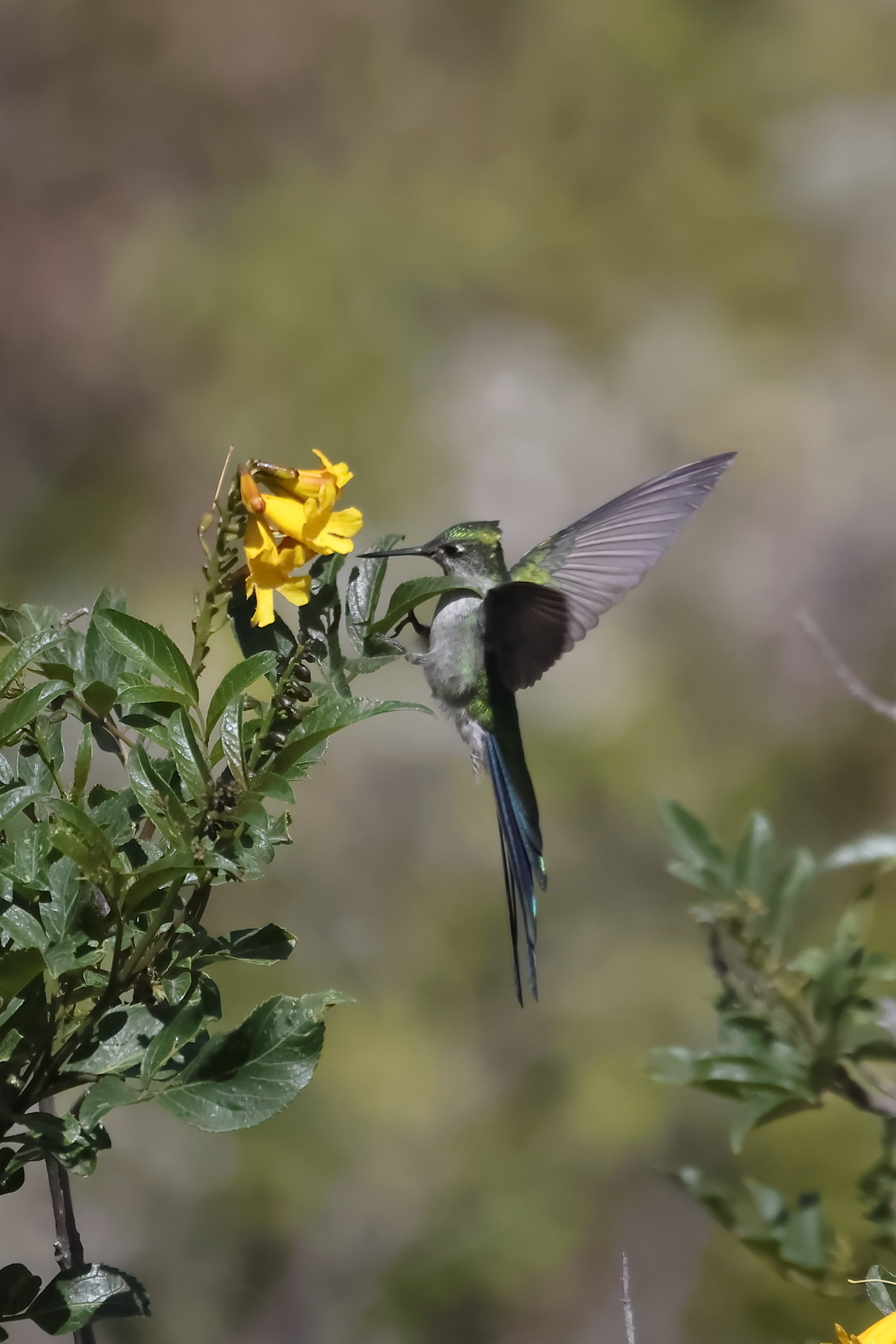 Grey-bellied Comet (Taphrolesbia griseiventris), photo 9