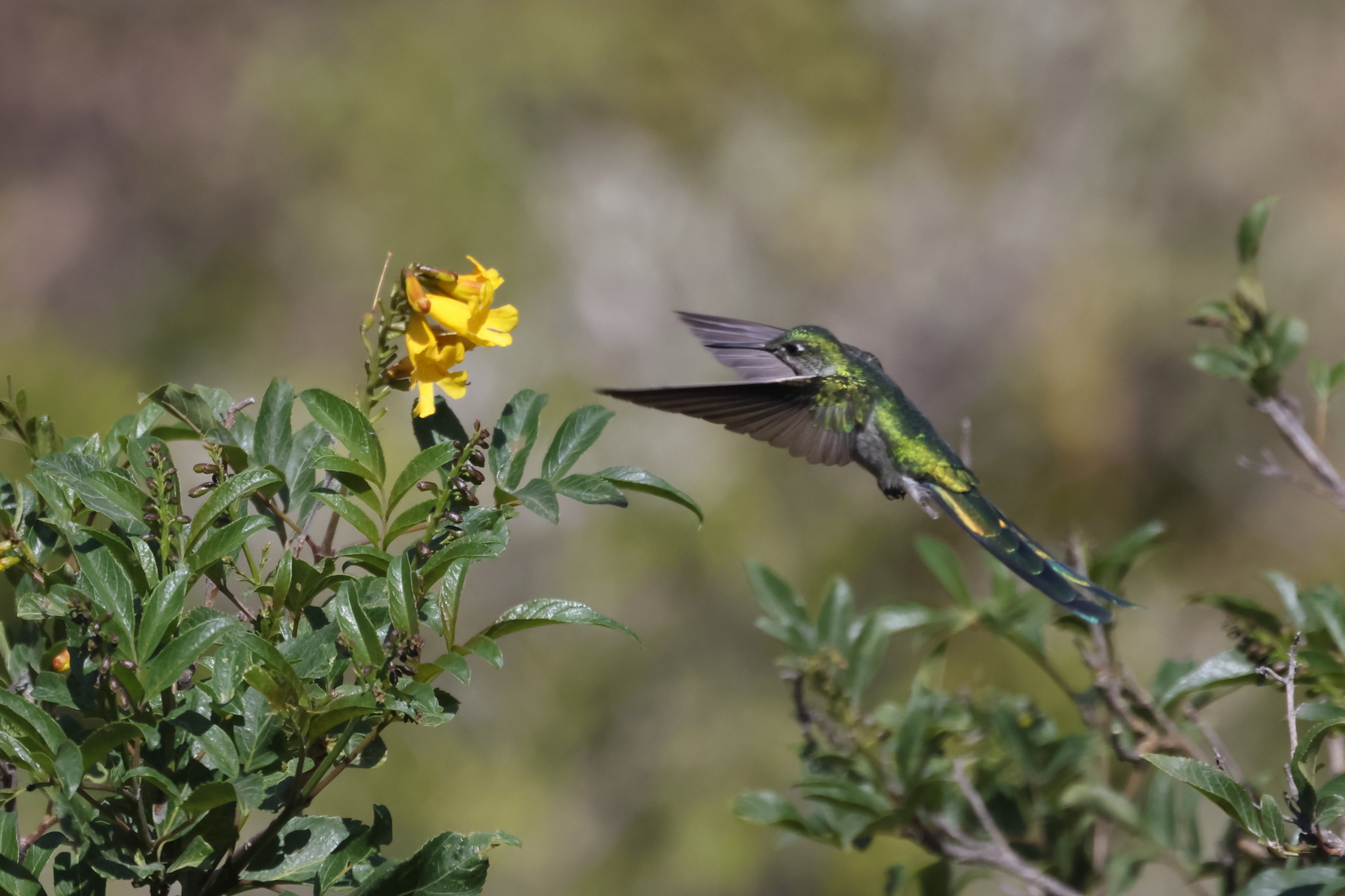 Grey-bellied Comet (Taphrolesbia griseiventris), photo 7