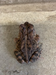 Anaxyrus terrestris