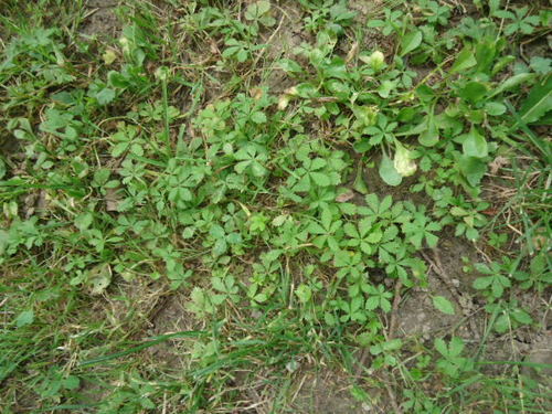 Puzajući petoprst (Potentilla reptans)