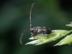 Exocentrus punctipennis