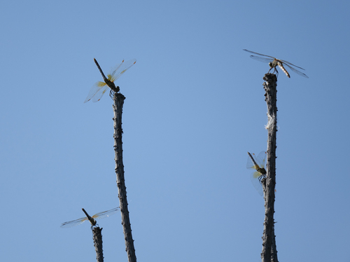 Yellow-winged Darter photo 3